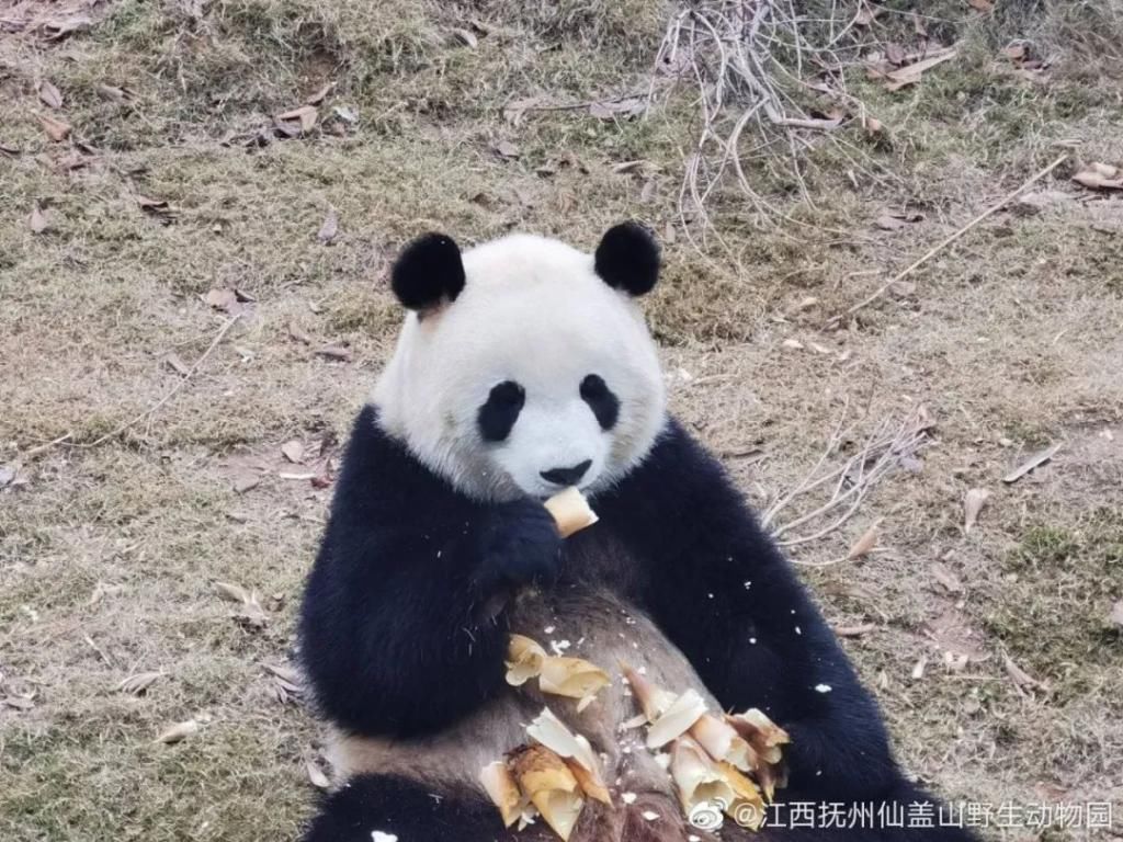  成实|大熊猫“成实”＆“园月”，要回家了！