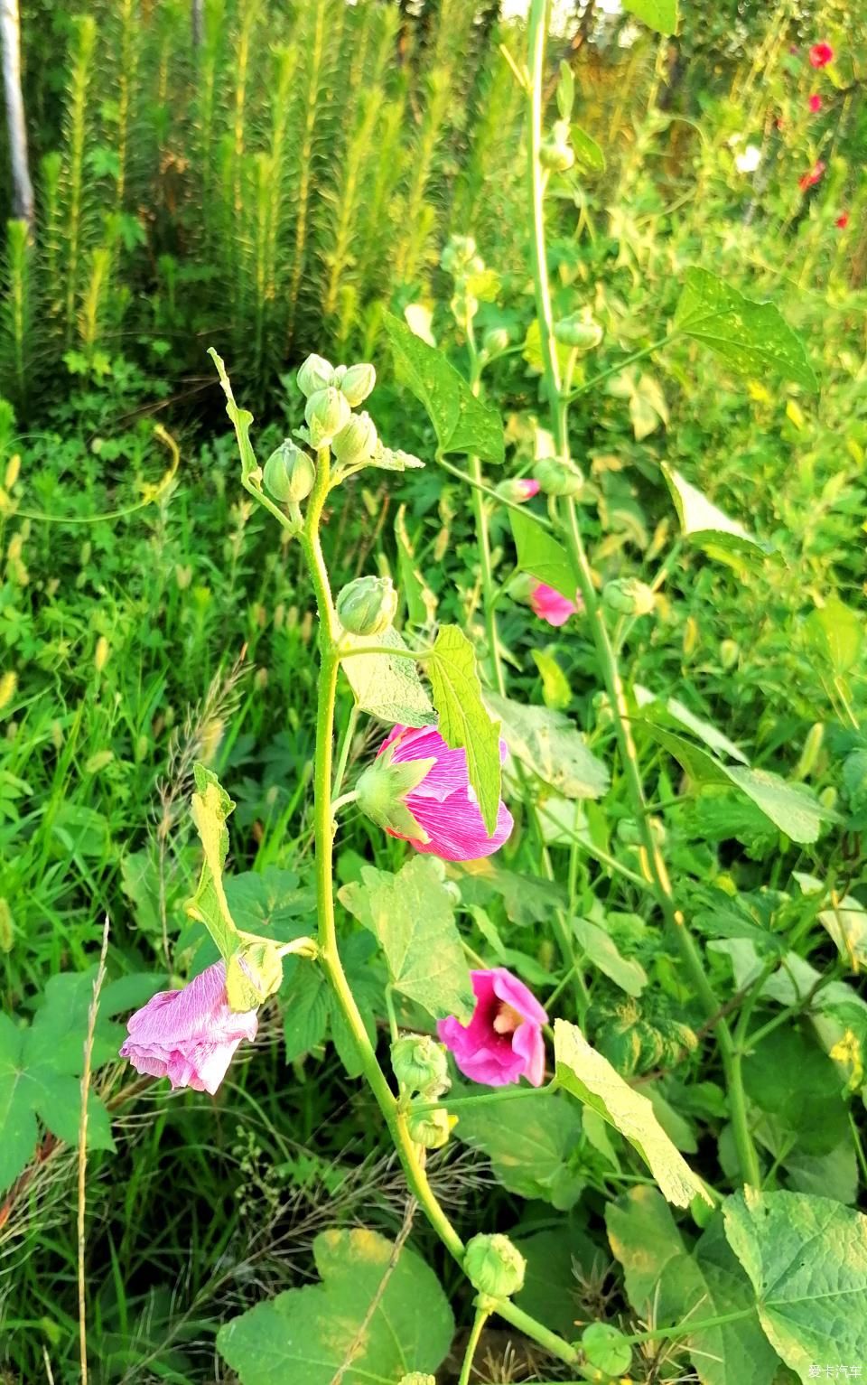 蜀葵|盛夏赏蜀葵，观花心情爽！