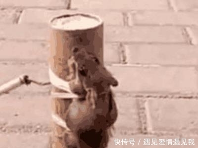 张强|男子把在家里抓到的老鼠绑在炮竹上点燃，结果悲剧了。