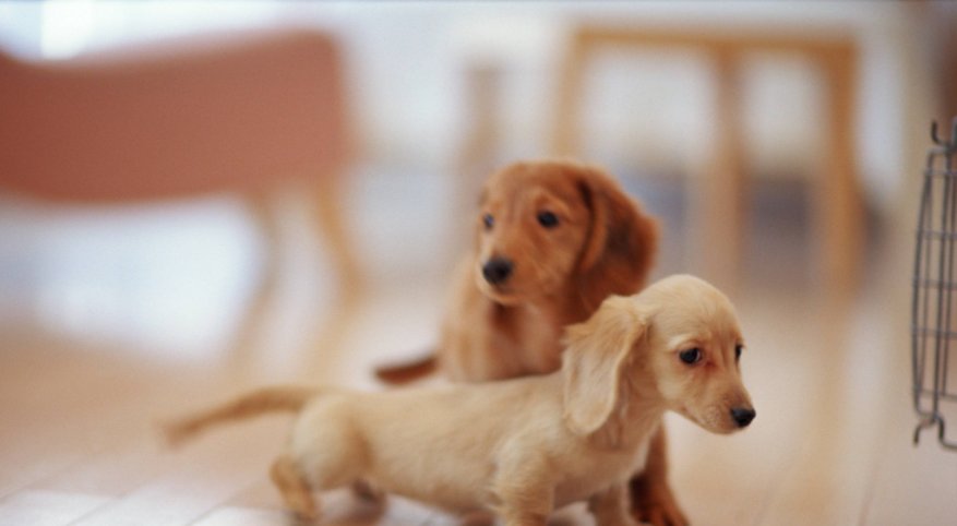  主人|19岁狗狗和主人都患上了“老年痴呆”，却在见面瞬间认出了彼此