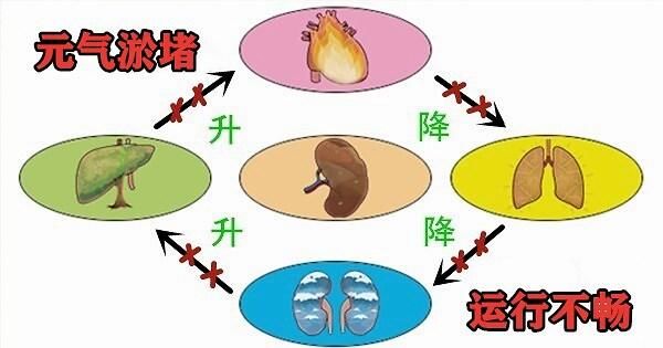 中医|大白话说中医第六十七期|同病异病看整体，健脾养胃生元气