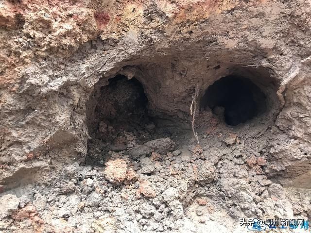  白蚁|鄂州防汛江堤挖出白蚁巢穴 消除大堤安全隐患