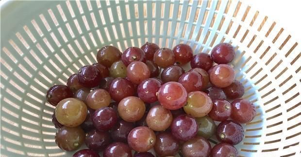 农药残留物|洗葡萄时,用盐水洗等于吃虫卵,教你正确洗法,好吃又卫生