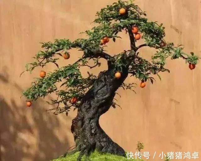 保平安|聪明人爱养这八种“守家树”,护宅吉祥保平安,养好了都是传家宝