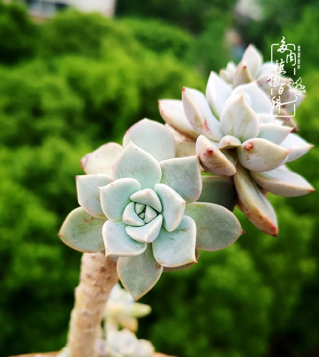  萌化|当粉粉的多肉捧在手心，我体验到了什么叫“萌化了心”