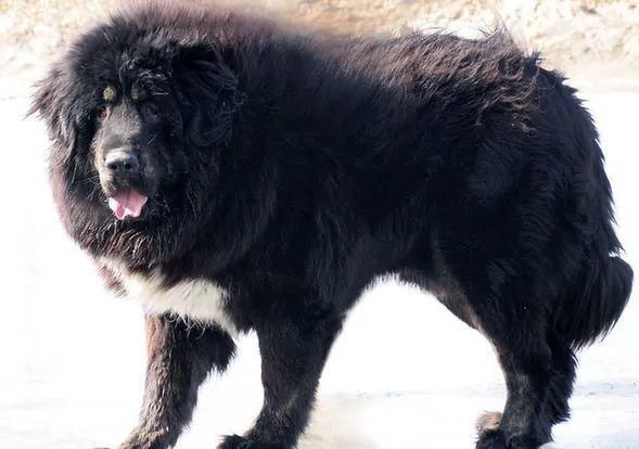  人群|华亭：大型藏獒上街闲逛！ 无人看管，惊吓过往人群…