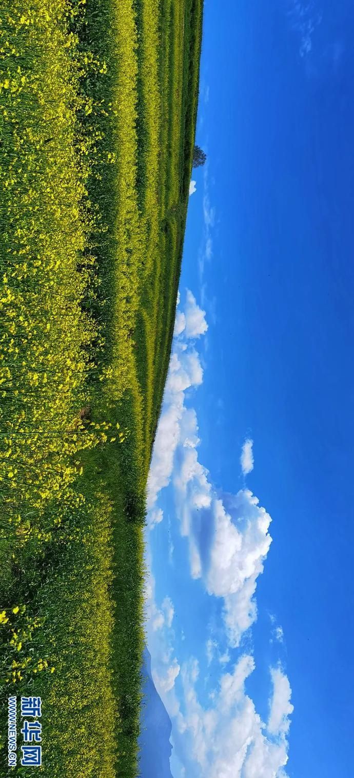  梯田|【视频】快去打卡！西宁绝美梯田花海