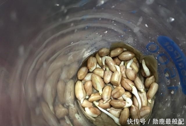 维生素C|这种芽营养高,敢吃的人却不多,市场上不常见,自己做吧,挺简单