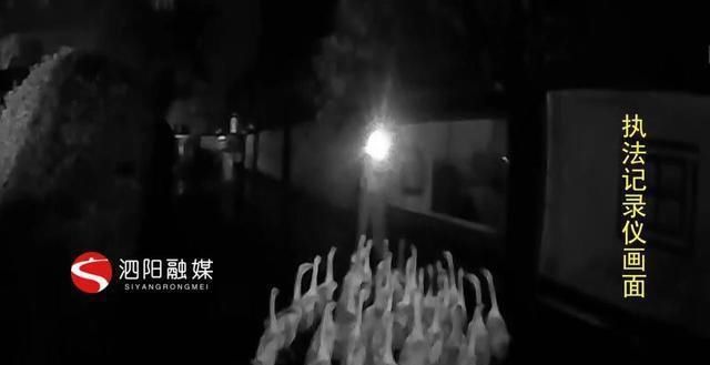  出走|大白鹅雨夜组团“出走”民警稳妥处置急寻失主