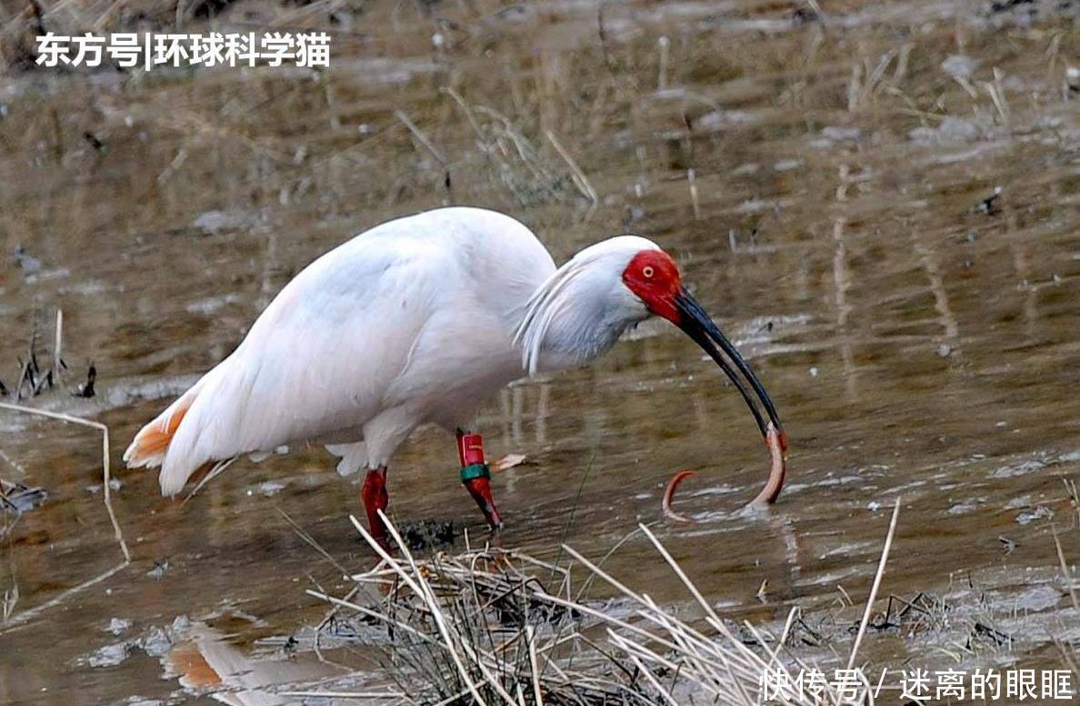  重生|朱鹮“重生”已达千余只消失近90年植物重现，是什么原因