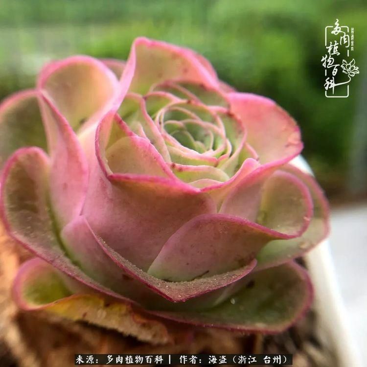  梅雨季|干货：高温高湿梅雨季，山地玫瑰养护提醒，帮你远离黑腐！