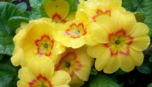  时常|最值得信赖的4大生肖，成熟踏实有上进心，时常给老婆带来惊喜