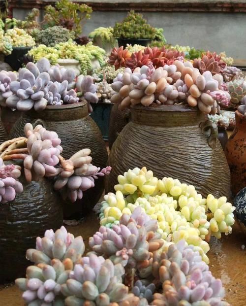 个个|他用菜坛子养多肉,1分不花又好看,个个壮得像白菜
