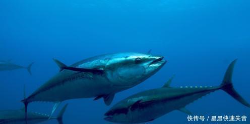 价值|全球最昂贵的鱼,一片就价值一两万,有钱还不一定吃的到