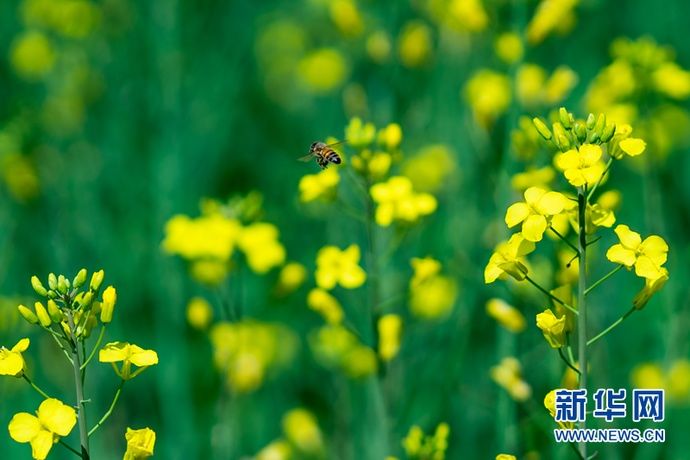  梯田|【视频】快去打卡！西宁绝美梯田花海
