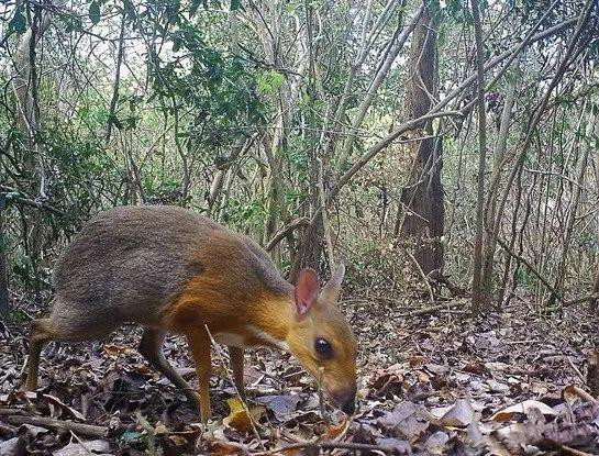 同样作为“国宝”别的国家都万般宠爱这种却被杀着吃肉！(图1)