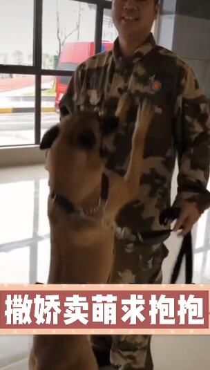  泥泞|害怕打疫苗的搜救犬勇敢冲到前线 满身泥泞，精疲力尽…