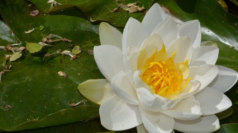  运势|8月开始运势一路走旺，财气进门，富贵荣华的四大属相