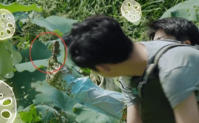 狠狠|《向往4》安排嘉宾挖藕,却被质疑是作秀,官博公开科普狠狠打脸