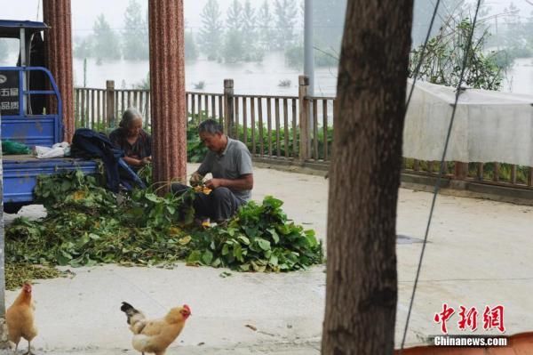 平稳|安徽阜阳蒙洼蓄洪区庄台村民生活平稳有序[组图]