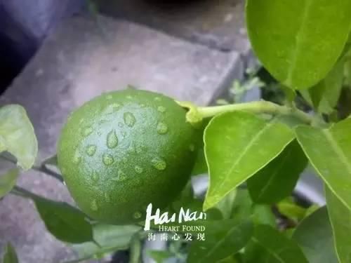 清补凉|候鸟最爱的海南美食排行榜,你爱的ta上榜了吗?