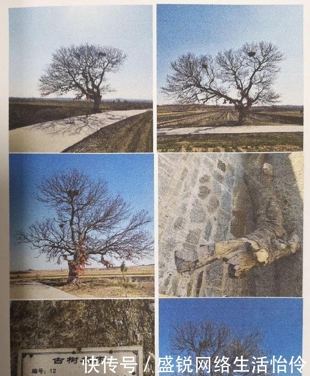  保险公司|朴树被“撞断”树枝，司机要赔13.7万！