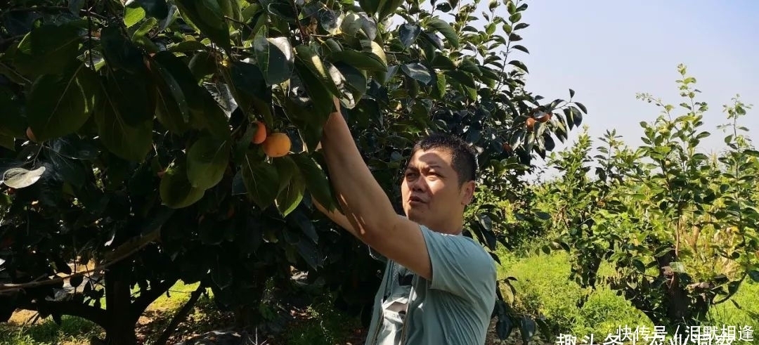 守候|爷爷种的火晶柿子,方圆数十里都是柿子香,而今只有老奶奶守候!