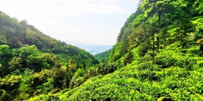  张家沟|阅读雨城丨寻茶张家沟