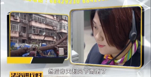  轿车|北京：小区突然刮大风，大树砸坏5辆轿车