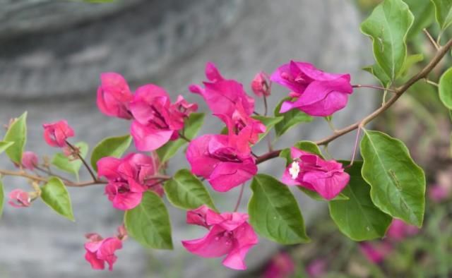  桃花|8月上旬，桃花盛开良缘到，邂逅真爱结连理，比翼双飞的4大生肖