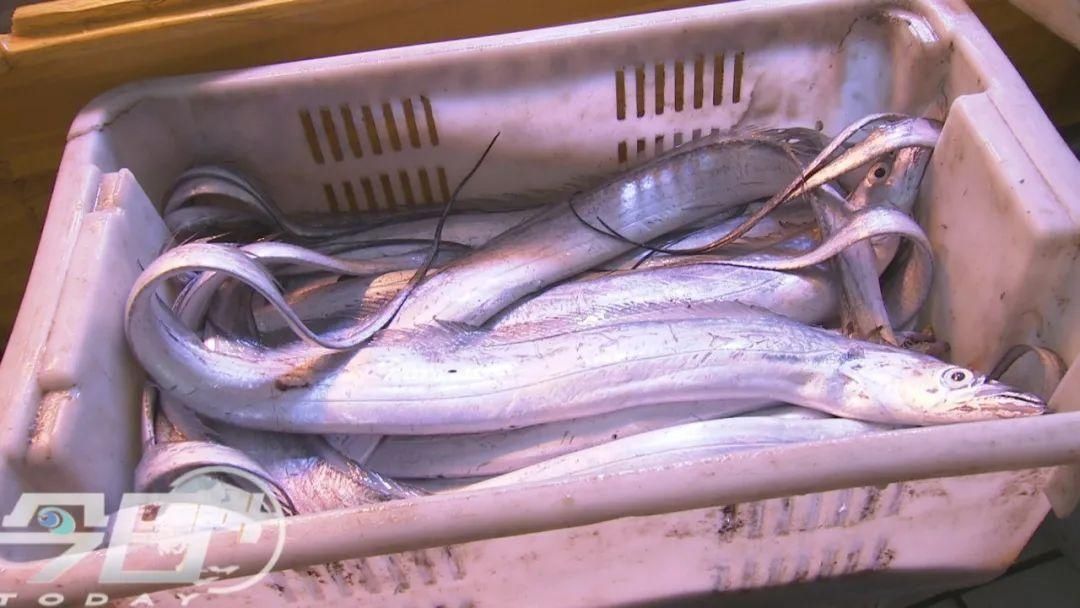 海鲜|青岛海鲜市场现大鱼!这么多海鲜,你最爱哪个?