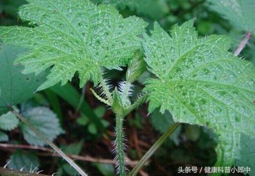 农村常见的一种野草,轻松赶走风湿病疼痛