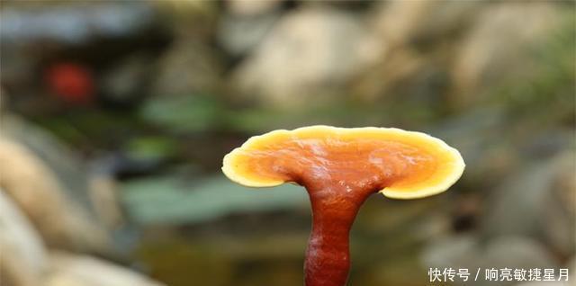 破壁灵芝孢子粉:解锁健康密码的新篇章